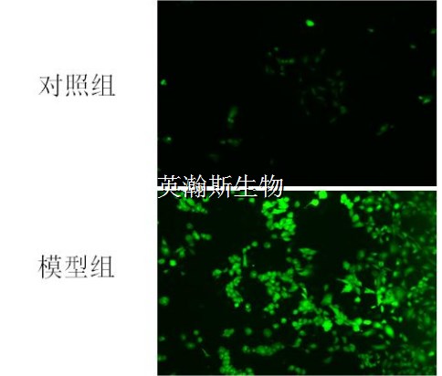 ROS檢測熒光_wm.jpg