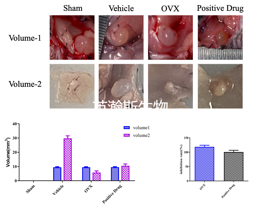 子宮內膜異位癥造模效果.png